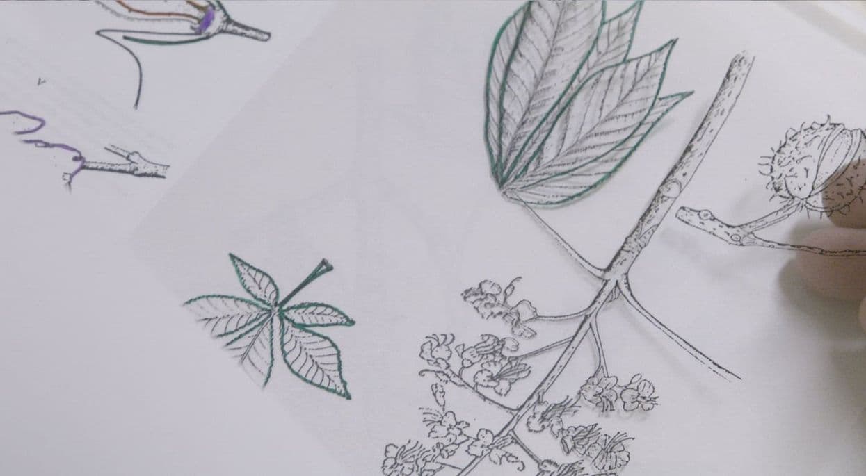 Imagen de 'Lecciones de botánica', uno de los proyectos seleccionados en la edición 10 de Márgenes/Work