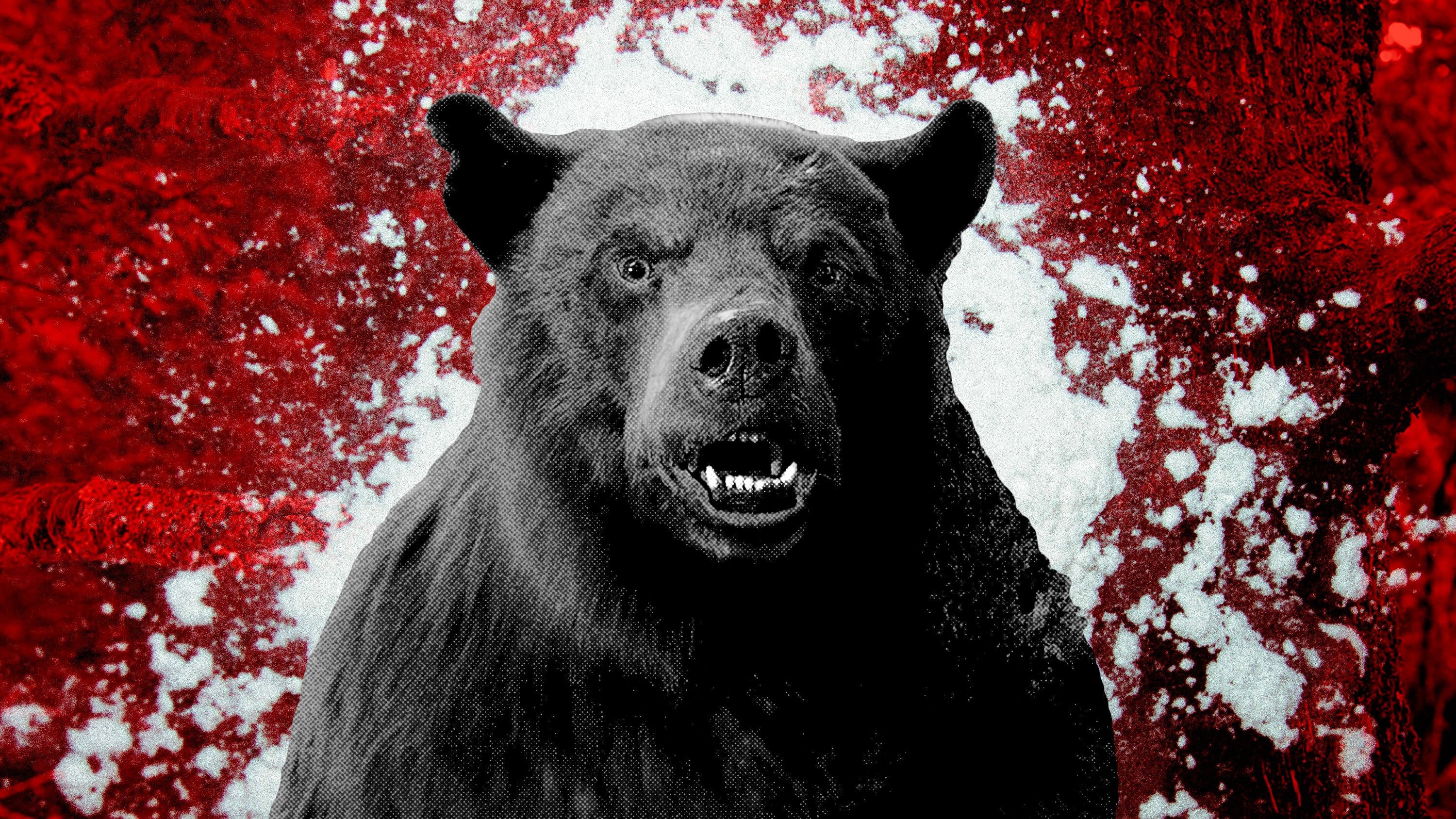 Imagen promocional de 'Oso vicioso'