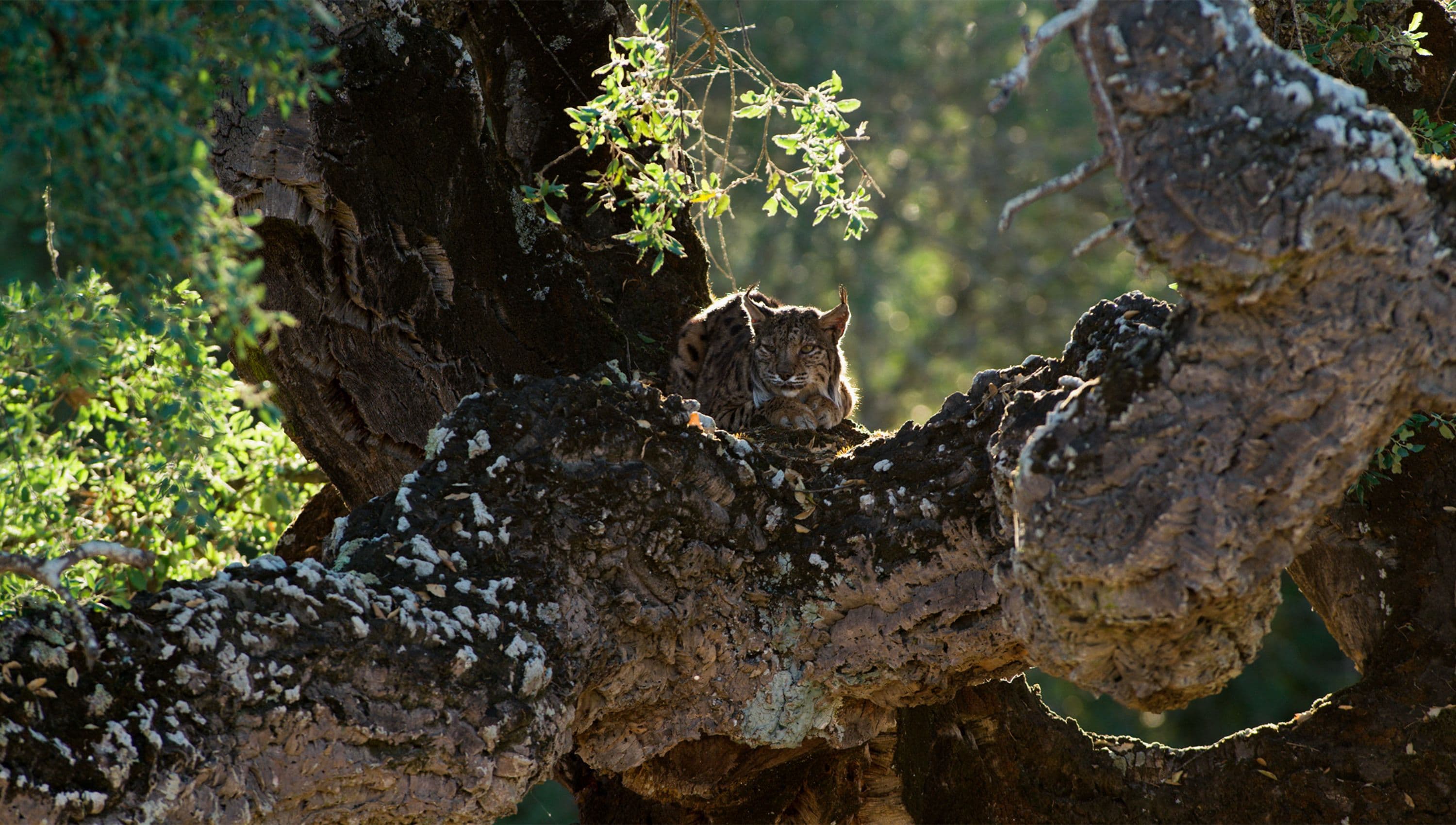 Imagen de un ejemplar de lince en el documental ‘Doñana, donde el agua es sagrada’